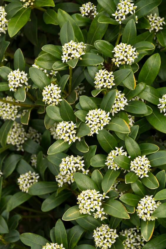 Japanese Skimmias