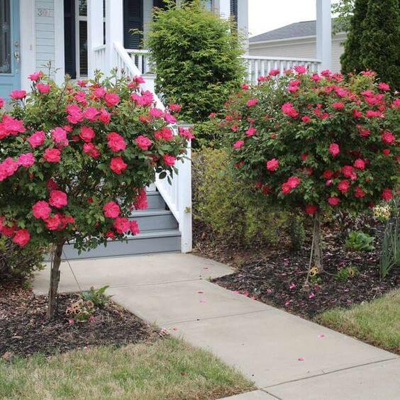 Knock Out Roses