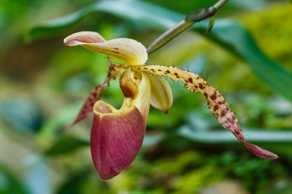 Lady's Slipper Orchid