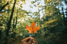 Leaves of Maple Trees