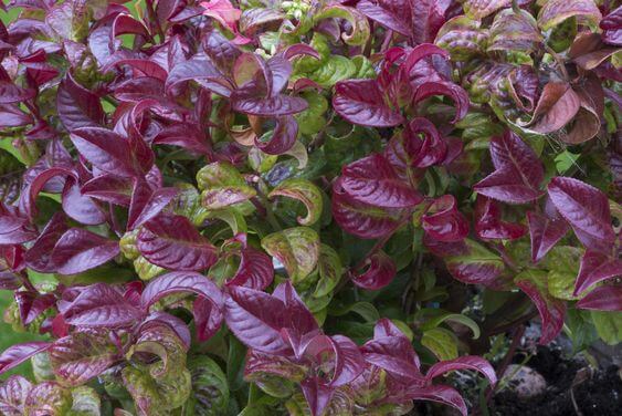 Leucothoe Axillaris or Red Curly garden plant