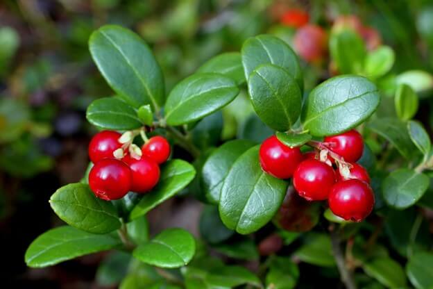 Lingonberry