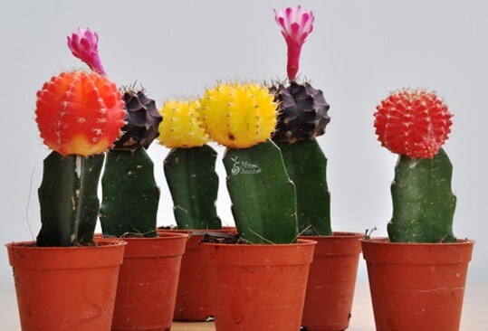 Moon Cactus