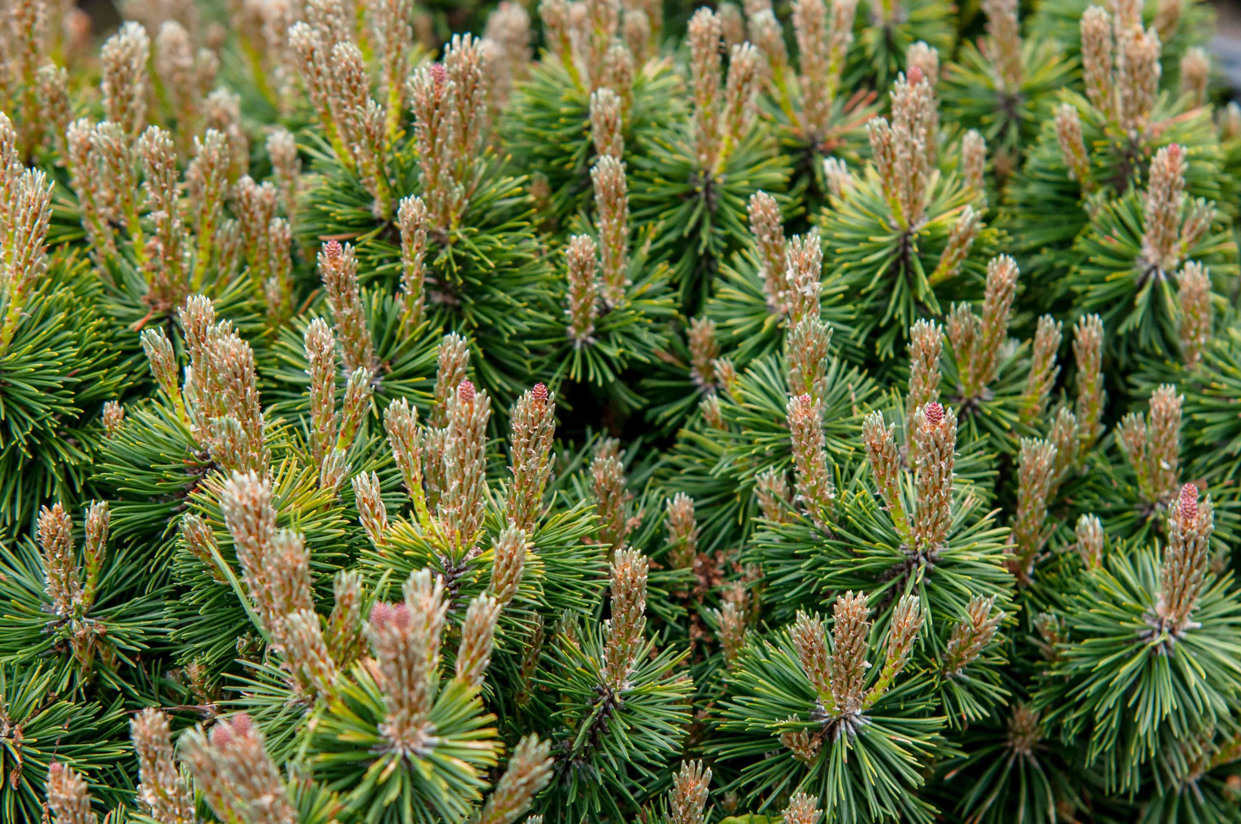 Mugo Pine