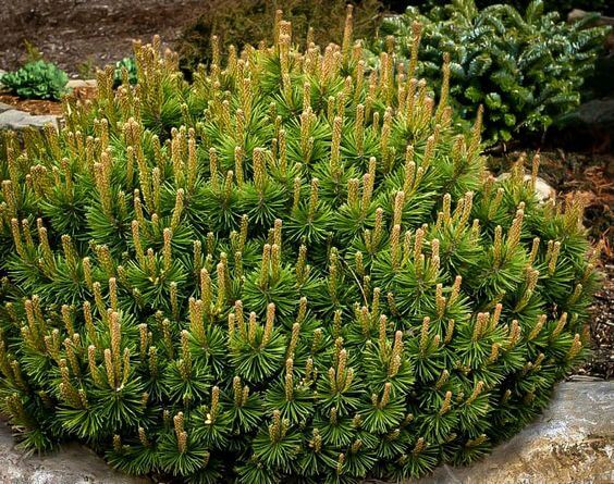 Mugo Pine