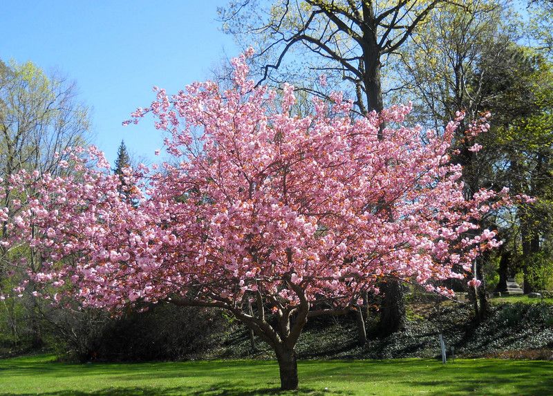 Pink Magnolia Tree