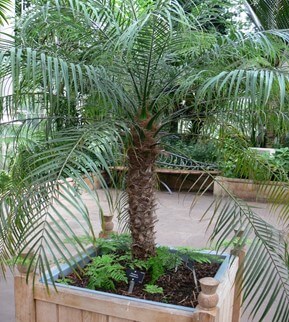 Pygmy date Palm