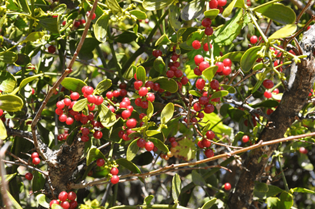 Red Berry Mistletoe