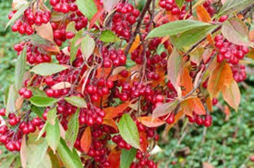 Red Chokeberry Bush