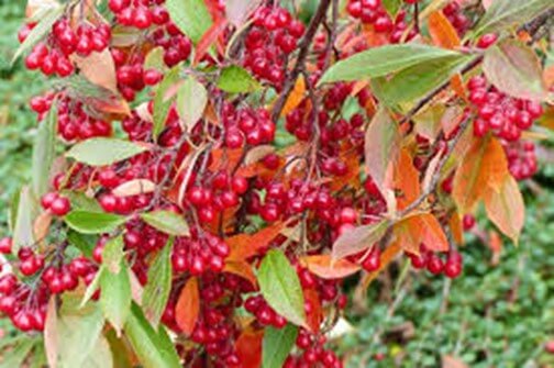 tree with red berries in september