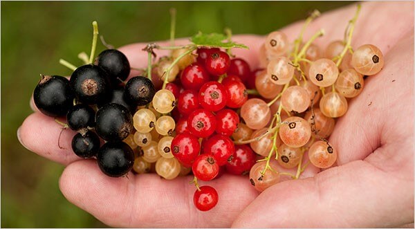 Red Currants and Black Currants