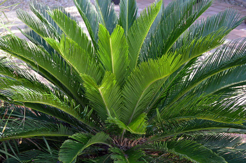 Sago Palm (Cycas revoluta)