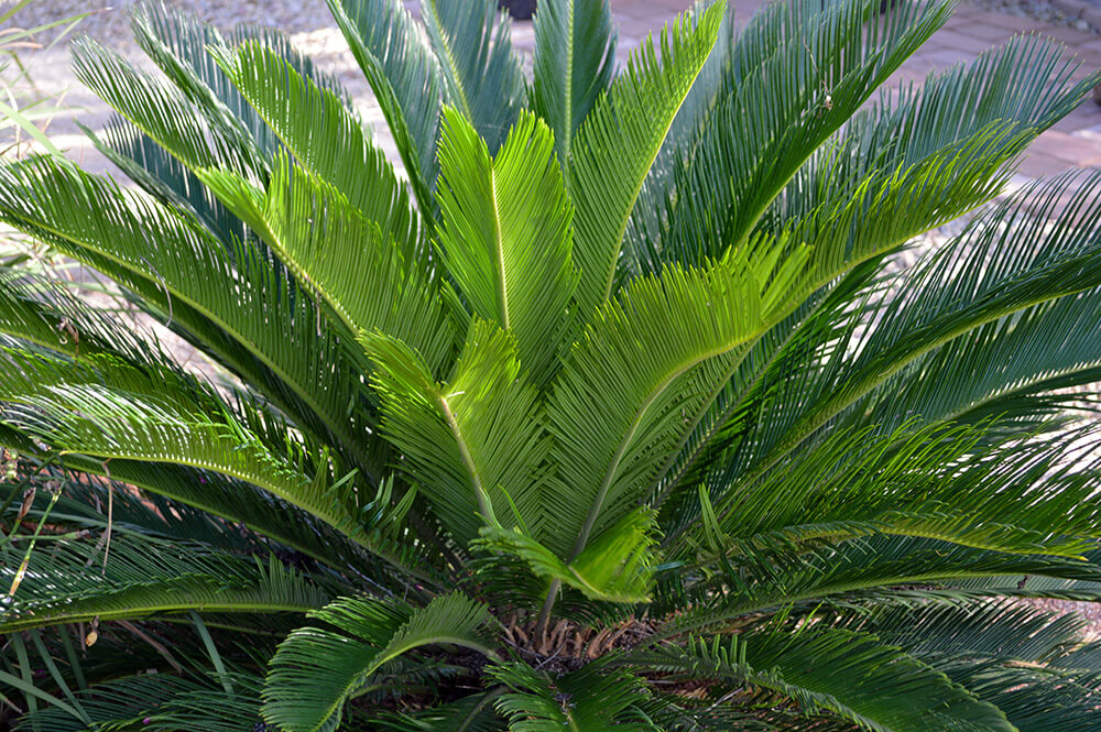 Sago Palm (Cycas revoluta)