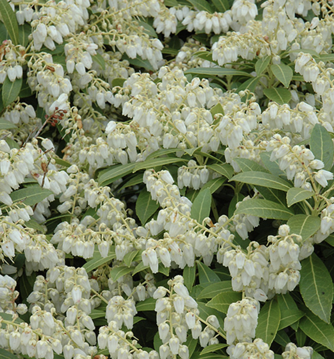 Cavatine Dwarf Japanese Pieris