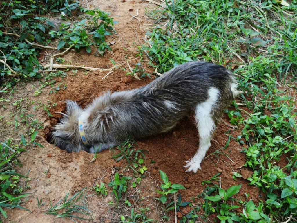 Simple Tips to Stop Animals from Digging in Your Yard