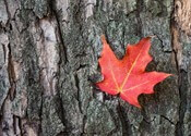 The bark of Maple Tree