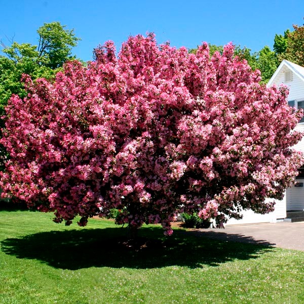 Thunderchild Crabapple