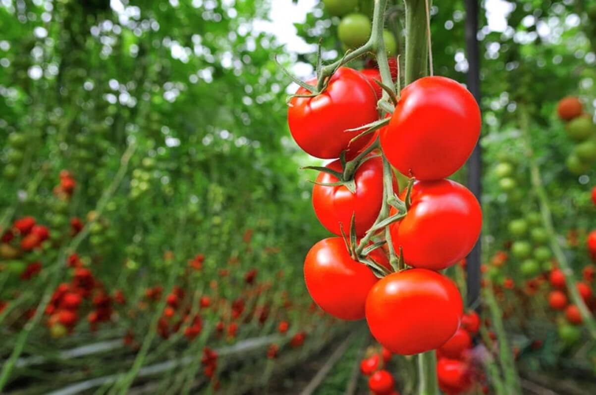Essential Tips For Growing Tomatoes in Arizona