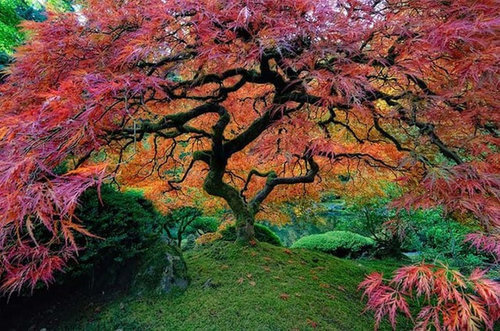 Trimming Japanese Maple Trees: Top 14 Tips for Pruning Japanese Maples 