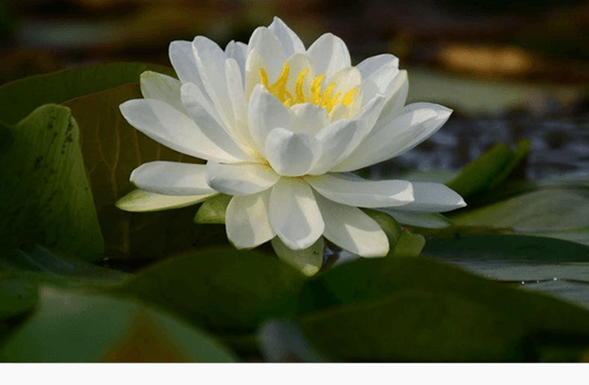 White American Water Lily