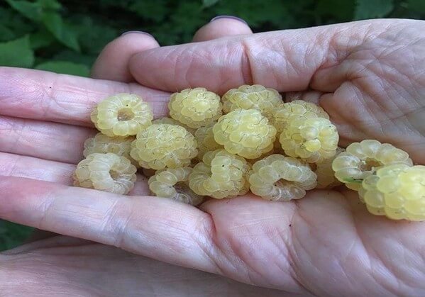 White Raspberries