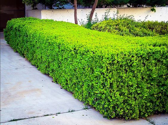 Landscaping Shrubs For Front Of House, Small Round Bushes For Landscaping