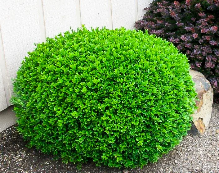 Winter Gem Boxwood