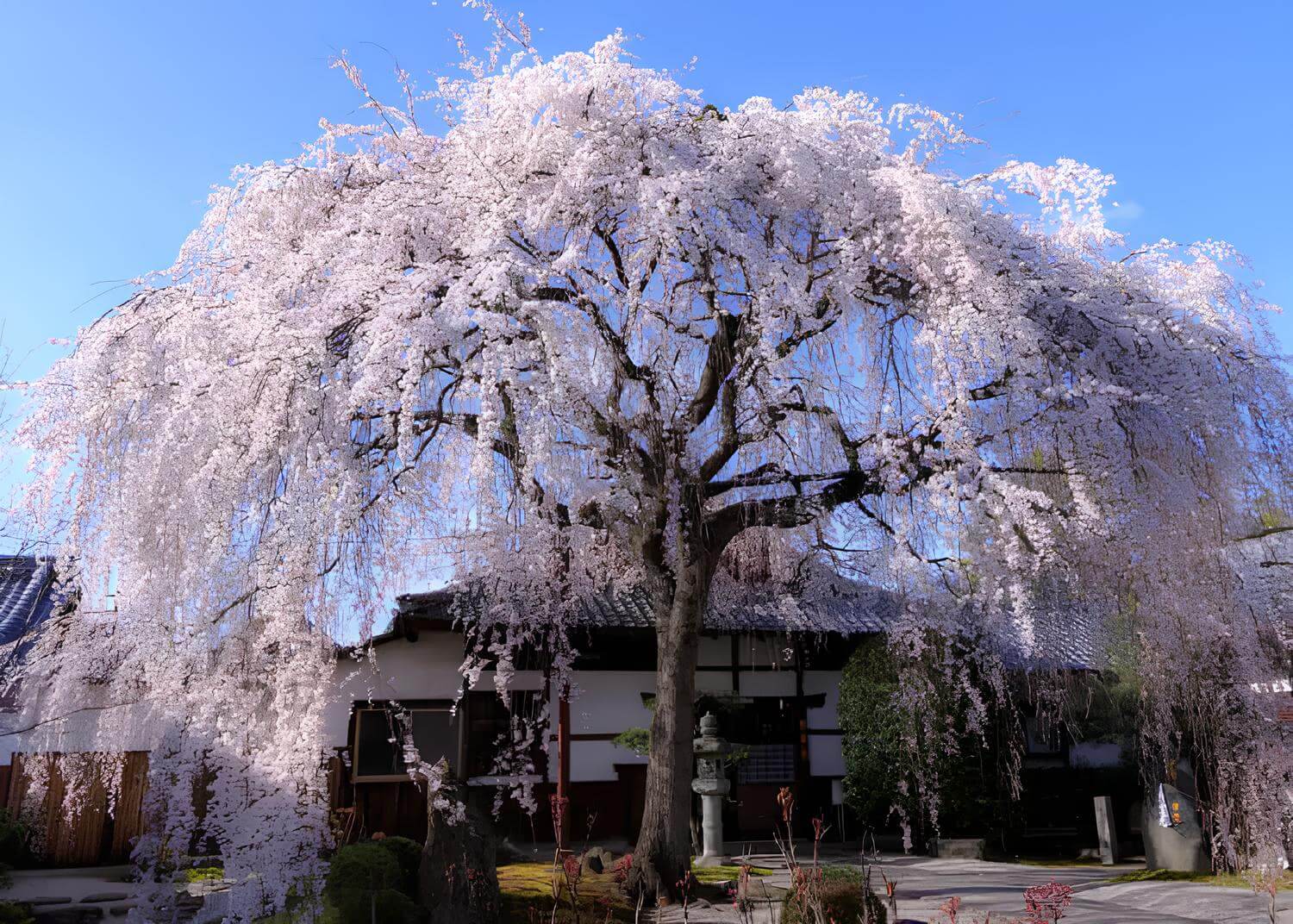 Weeping Cherry