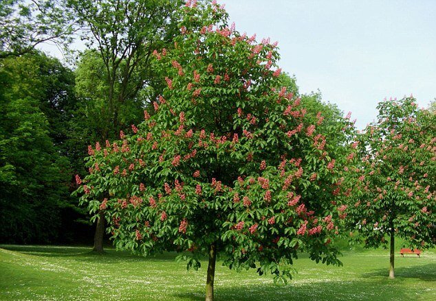 Red Horse Chestnut