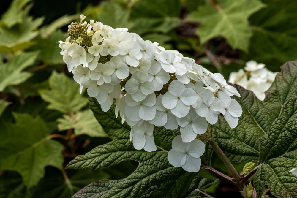 Oakleaf Hydrangea