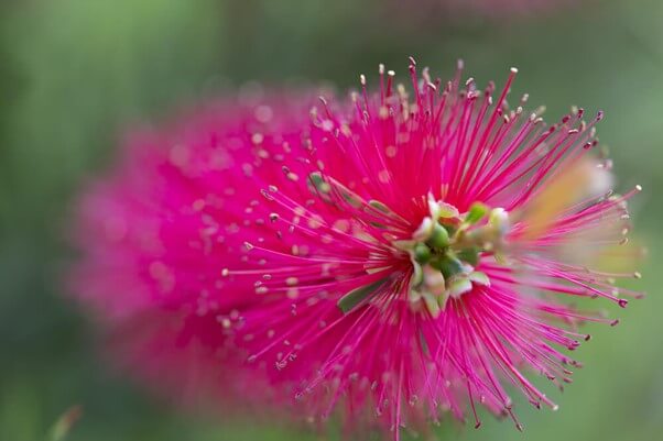 Bottle Brush