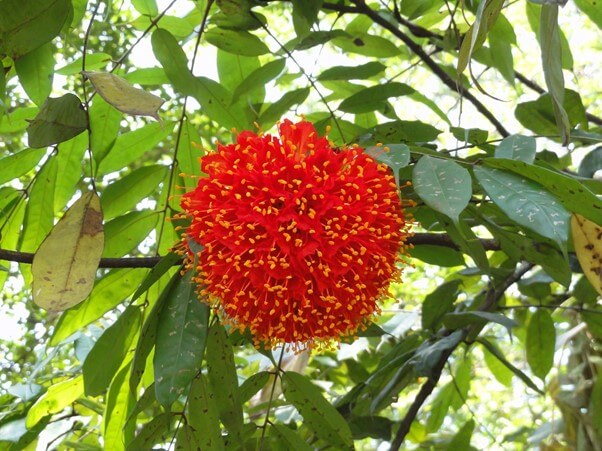 Brownea Coccinea
