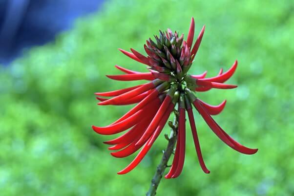 Coral Tree