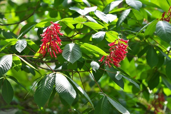 Red Buckeye
