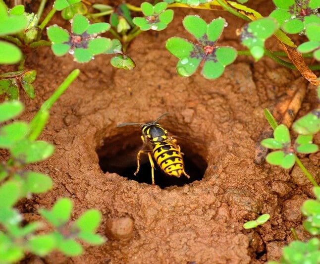 Wasp Nests