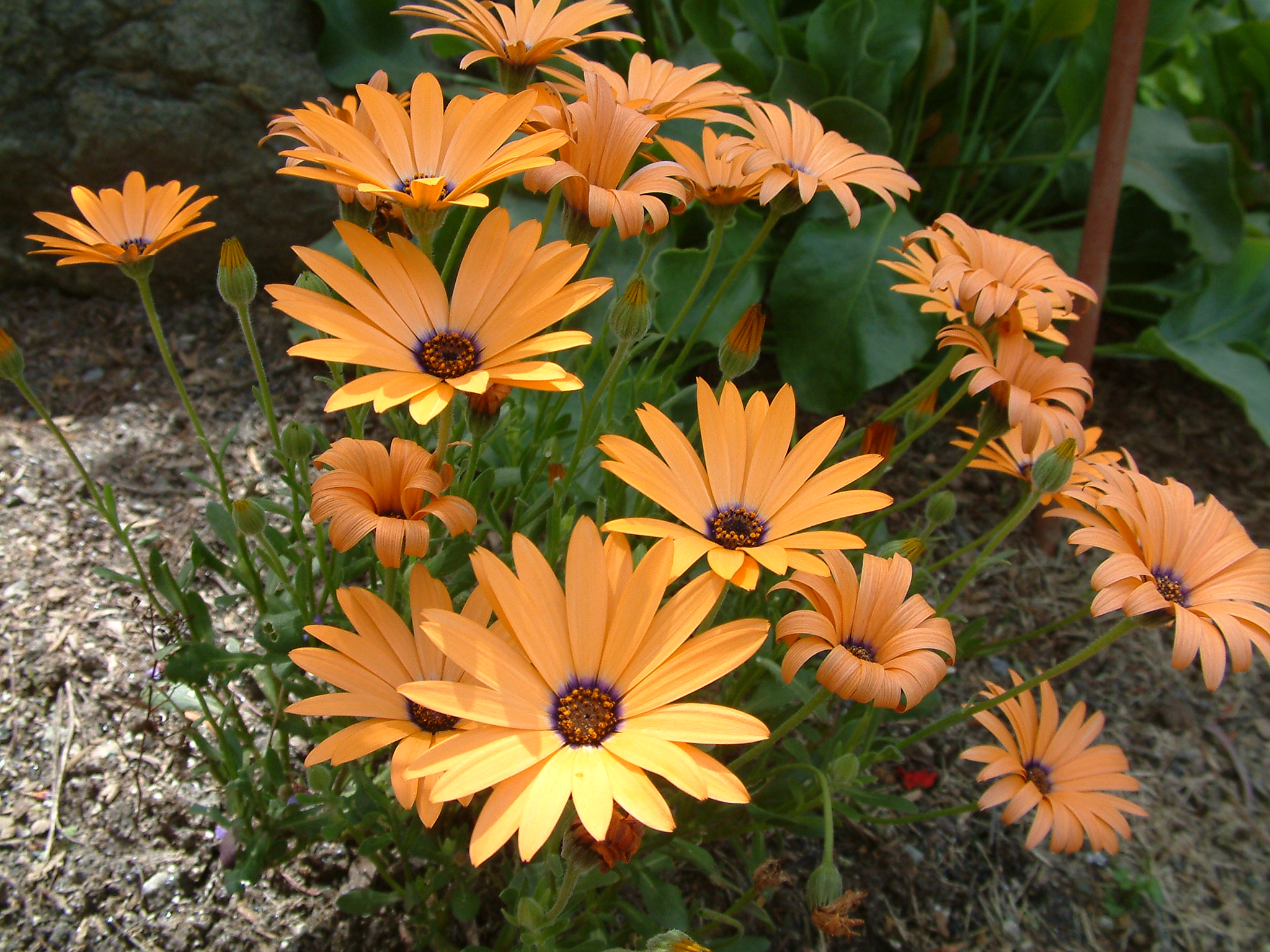 African Daisy (Osteospermum)