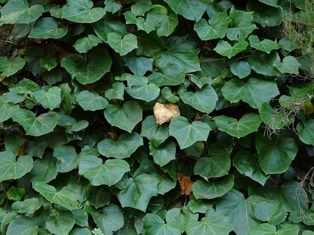 Algerian Outdoor Ivy Plants