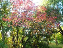 Amur Maple Tree