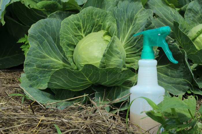 Anti-Fungus Spray at Right Time