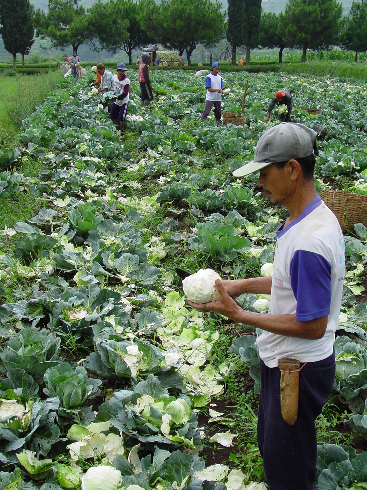 Applying Insecticide Pesticide