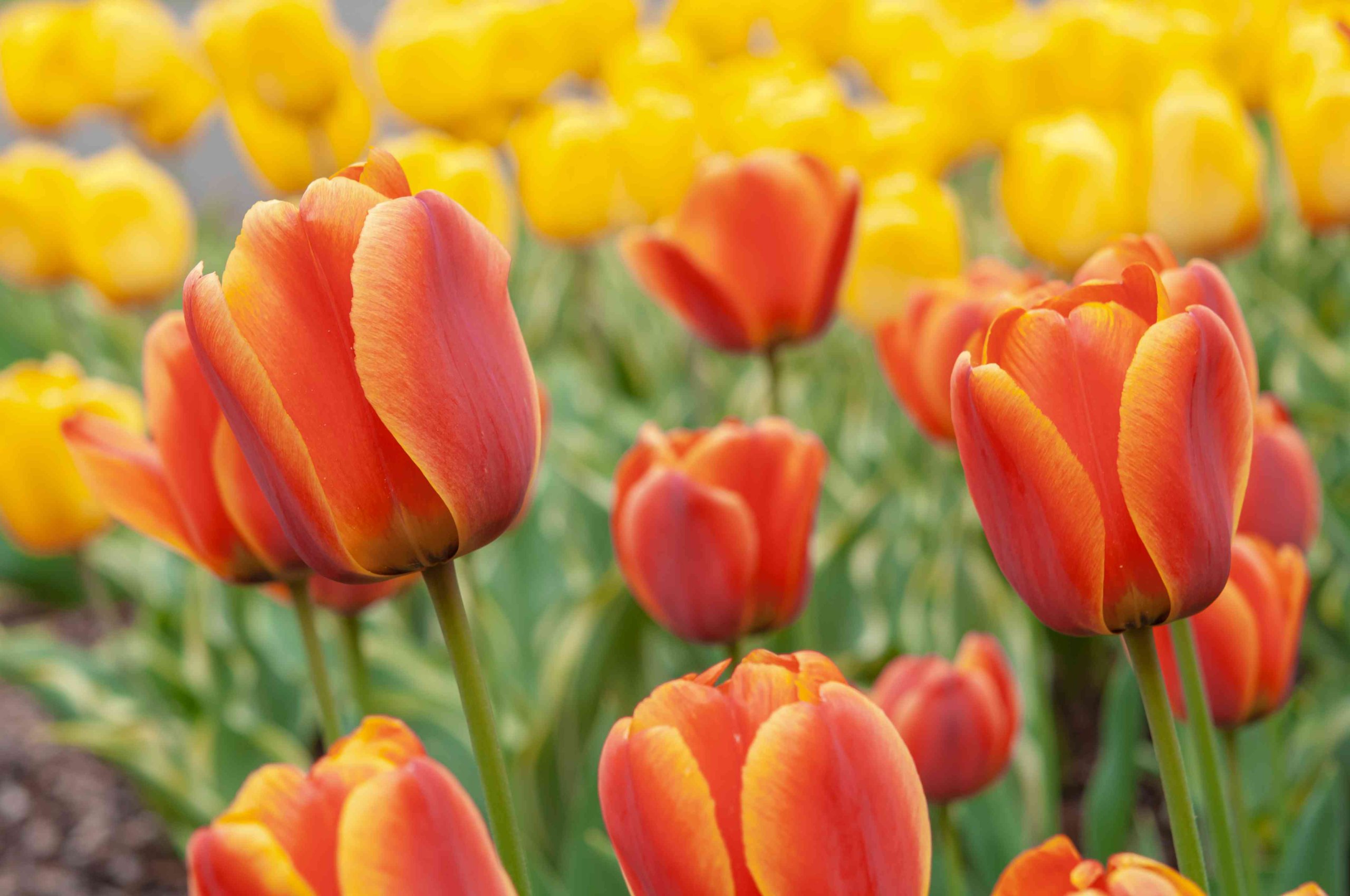 Autumn Orange Tulips (Tulipa spp)