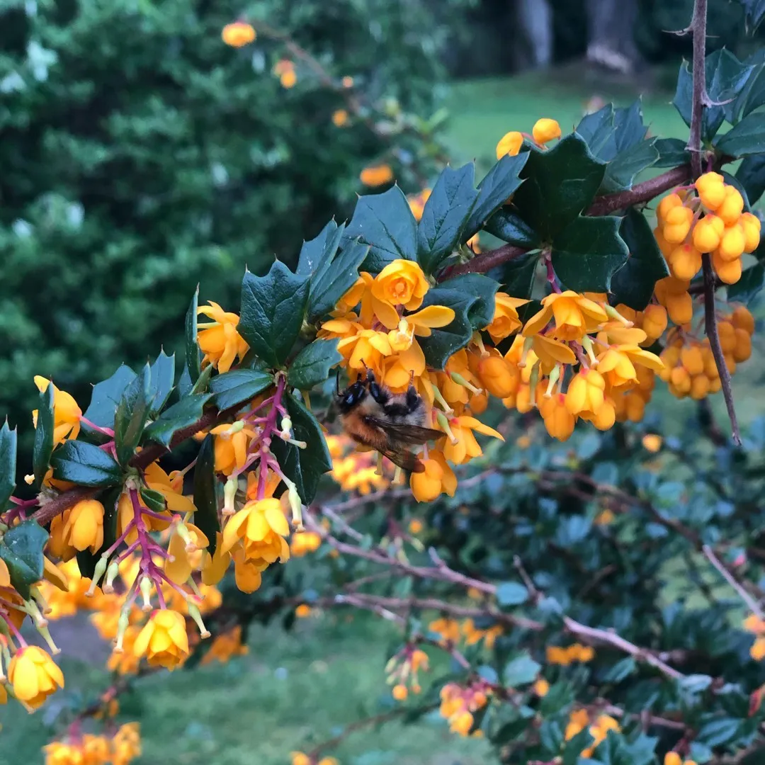 Beberis Darwinii (Darwin’s Barberry)