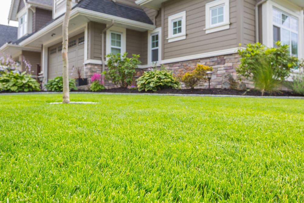 Best Grass for Sandy Soil [5 Grasses that Grow Well on Sandy Lawns] 