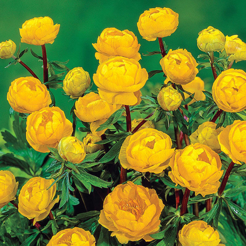 Blooming Globeflower (Orange Princess)