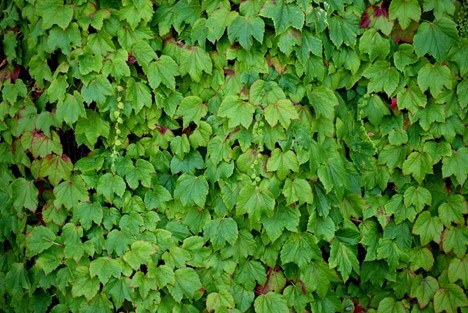 Boston Ivy