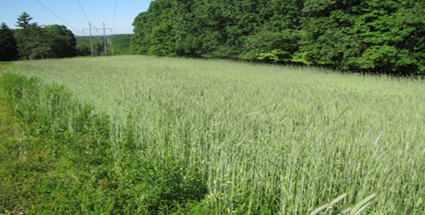 Cereal rye and Radishes