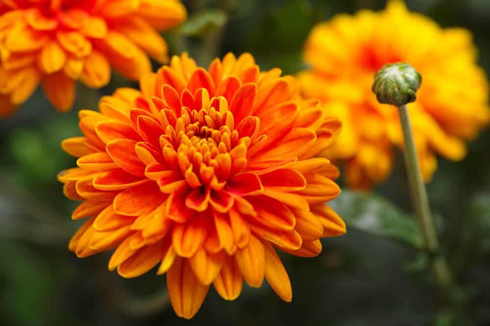 Chrysanthemum