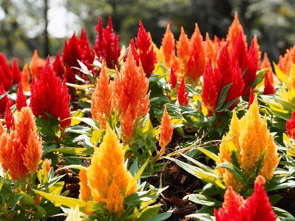 Cock’s Comb (Celosia Argentea)