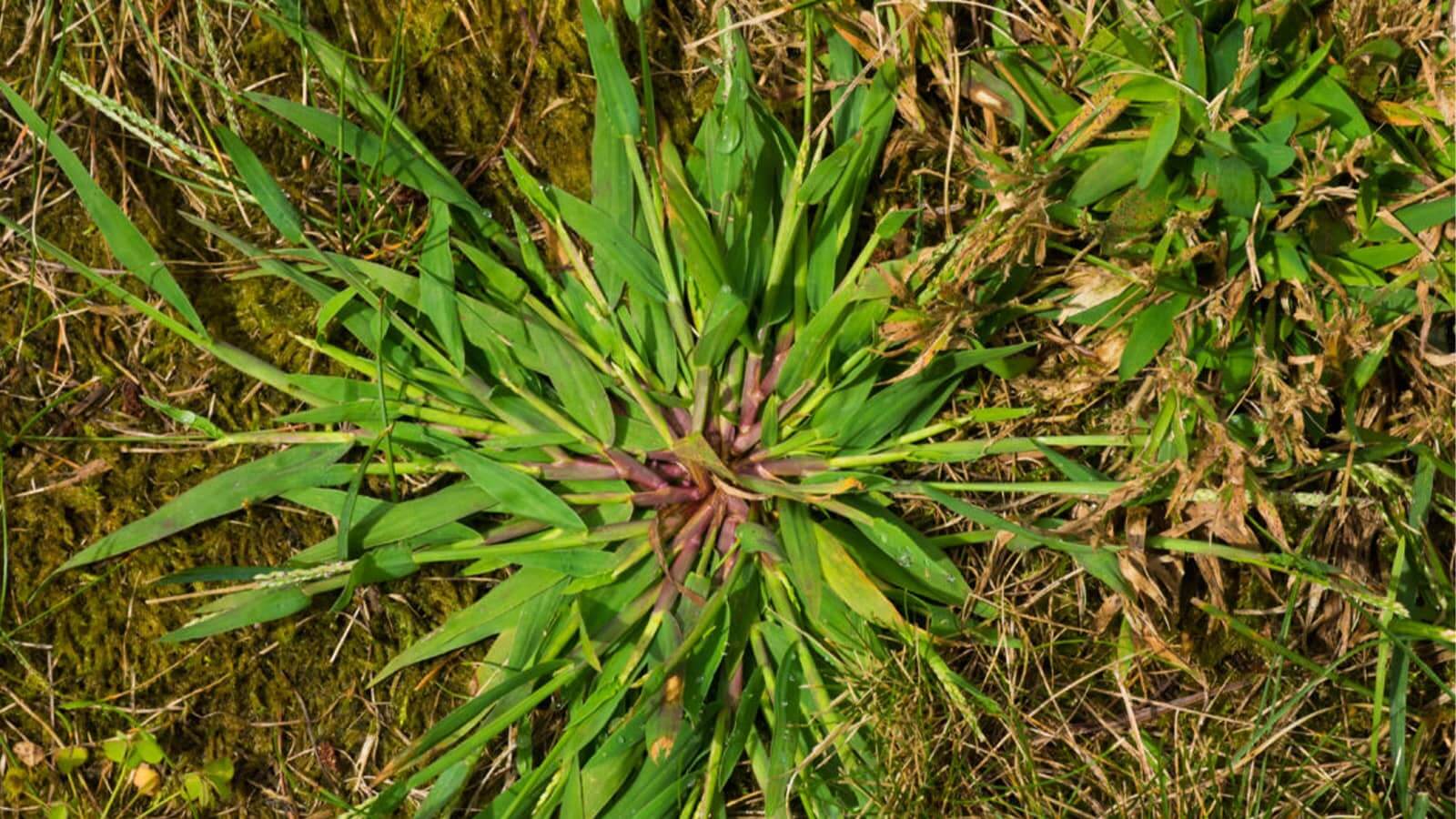 Crabgrass