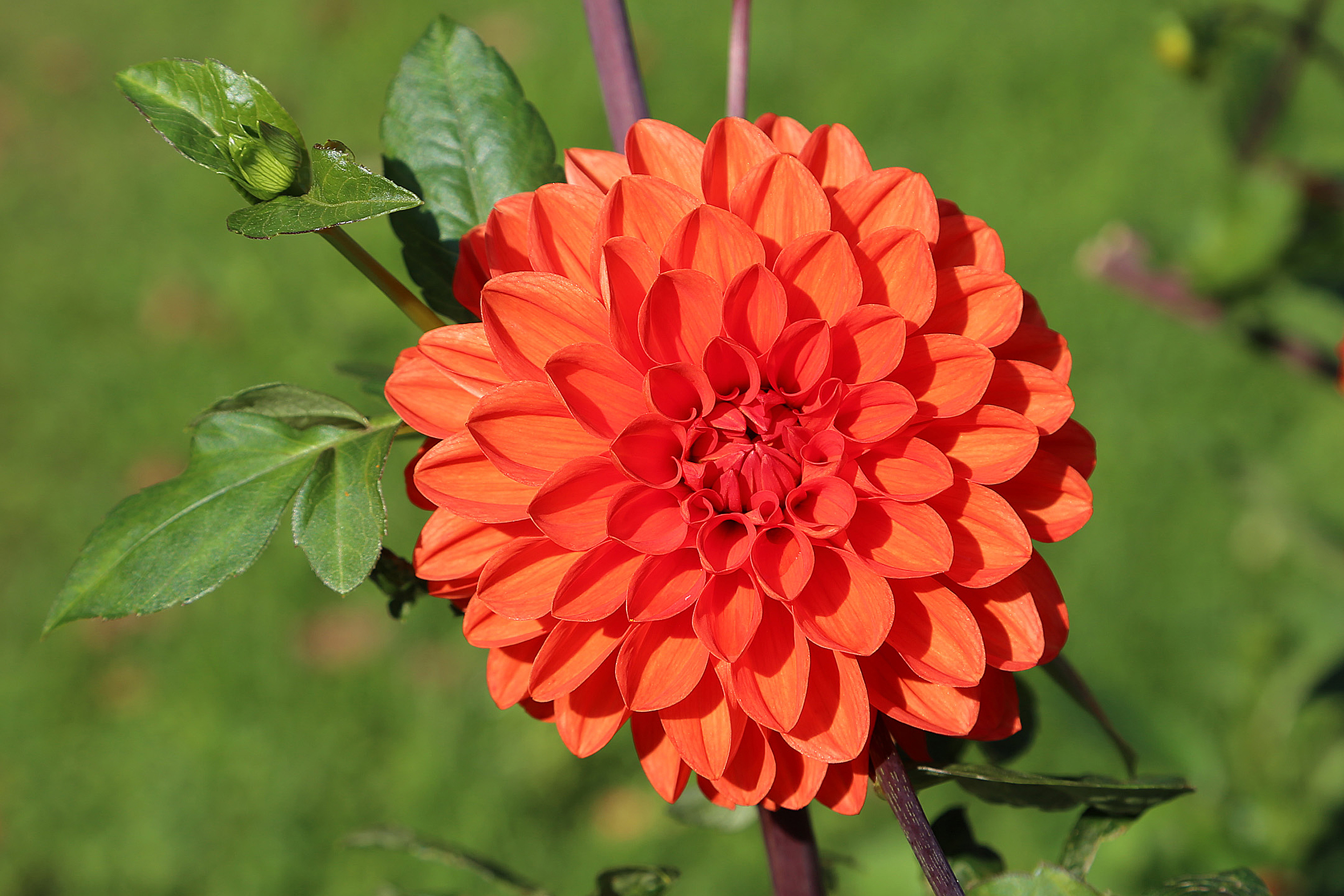 Dahlia (Dahlia pinnata)